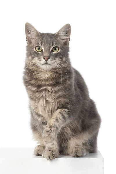 CAT. silver grey tabby, sitting paw up, studio, white background