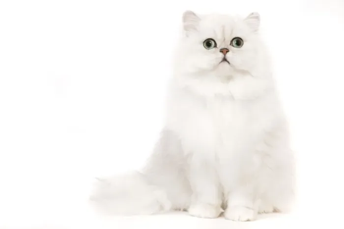 Framed Print : Cat - Silver Shaded Persian kitten in studio Framed Print : Cat - Silver Shaded Persian kitten in studio