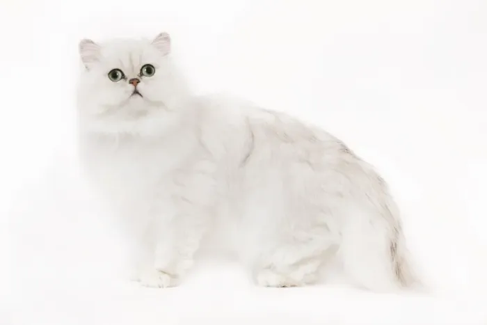 Framed Print : Cat - Silver Shaded Persian kitten in studio Framed Print : Cat - Silver Shaded Persian kitten in studio