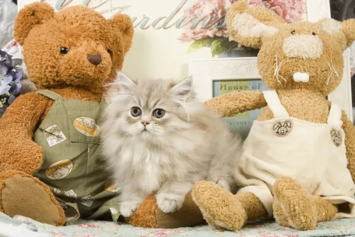 Framed Print : Cat - Silver Shaded Persian - amongst teddy bears Framed Print : Cat - Silver Shaded Persian - amongst teddy bears