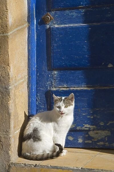 Cat - sitting by blue door - Morocco