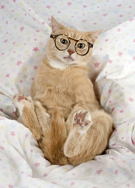 Cat - sitting lying back on the sofa wearing glasses Date: 04-02-2021