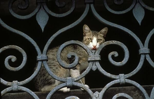 Cat - sitting behind metal  /  wrought-iron fence. Venice - Italy