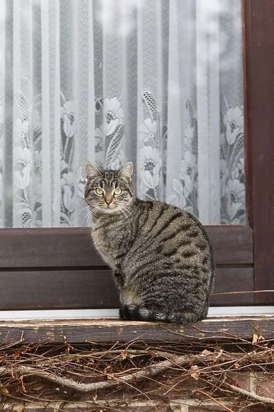 Cat - sitting outside house door - Lower Saxony - Germany