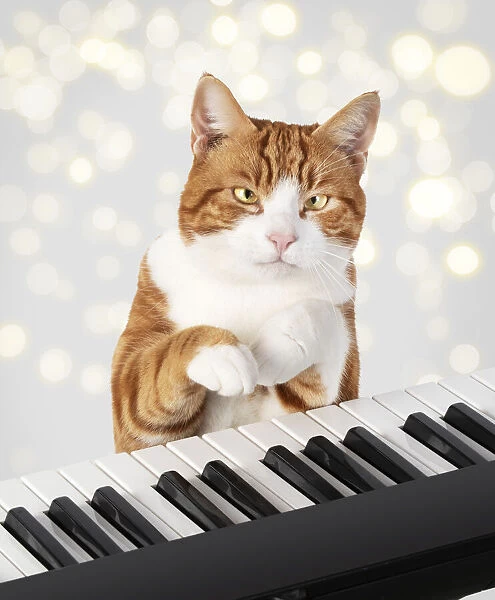 Cat sitting at a piano  /  keyboard, paws on keys