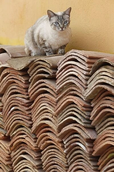 Cat - sitting on pile of roof tiles
