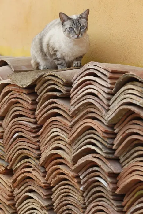 Framed Print : Cat - sitting on pile of roof tiles Framed Print : Cat - sitting on pile of roof tiles