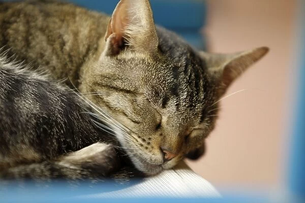 Cat - sleeping