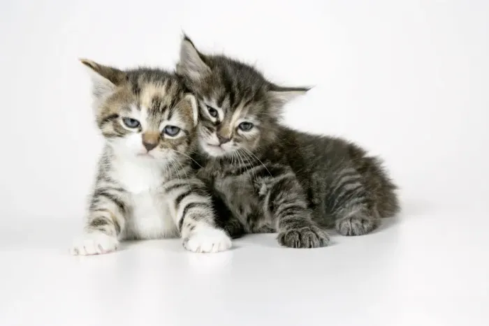 Framed Print : Cat - Two sleepy kittens lying on each other Framed Print : Cat - Two sleepy kittens lying on each other