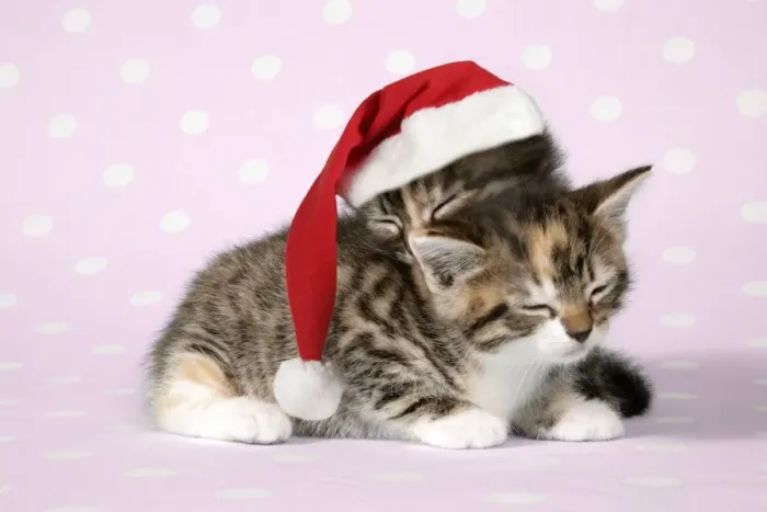 Framed Print : Cat - two sleepy kittens, one wearing a Christmas hat Framed Print : Cat - two sleepy kittens, one wearing a Christmas hat