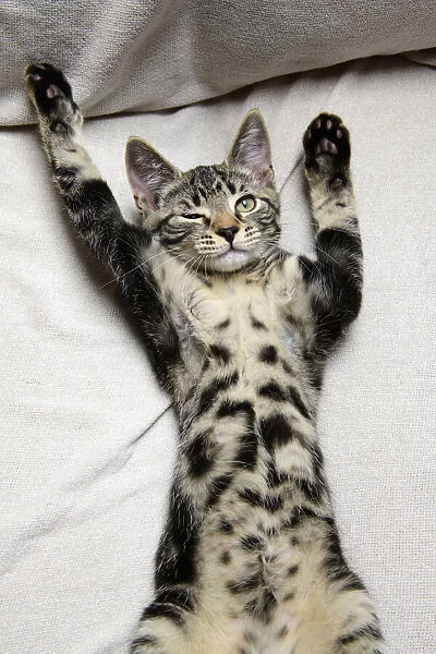 CAT. sleepy tabby kitten laying on its back with paws up, one eye open