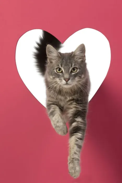 Framed Print : CAT, sliver grey tabby cat jumping through pink heart shaped hole, studio Framed Print : CAT, sliver grey tabby cat jumping through pink heart shaped hole, studio
