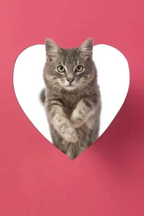 Framed Print : CAT, sliver grey tabby cat jumping through pink heart shaped hole, studio Framed Print : CAT, sliver grey tabby cat jumping through pink heart shaped hole, studio