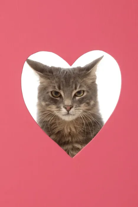 Framed Print : CAT, sliver grey tabby cat looking grumpy, through pink heart shaped hole, studio Framed Print : CAT, sliver grey tabby cat looking grumpy, through pink heart shaped hole, studio