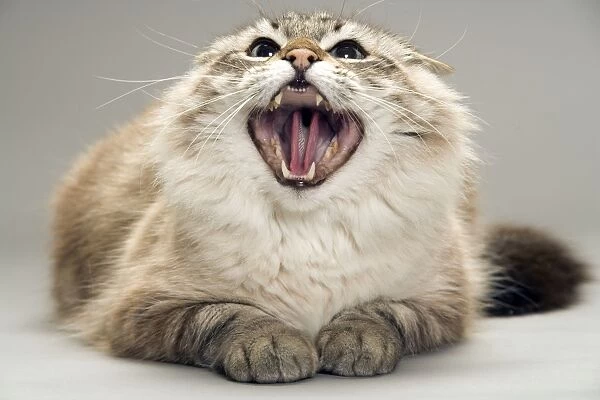 Cat - snarling  /  angry