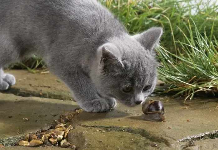 Framed Print : Cat Sniffing snail Framed Print : Cat Sniffing snail