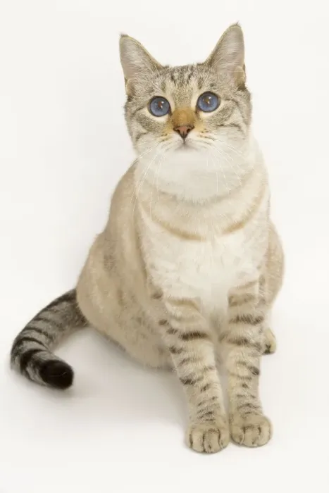Framed Print : Cat - Snow Bengal in studio Framed Print : Cat - Snow Bengal in studio