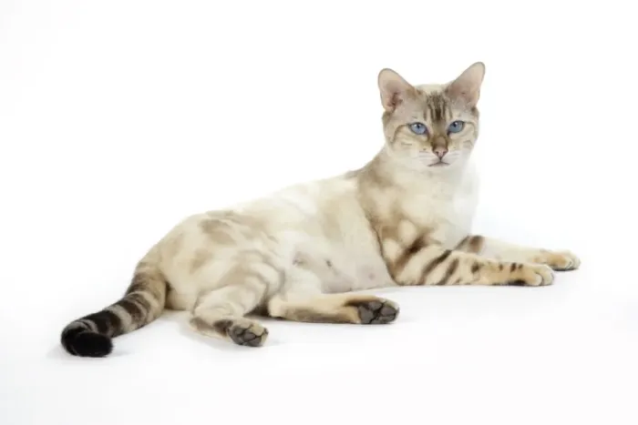 Framed Print : CAT. Snow Marble blue-eyed Bengal Framed Print : CAT. Snow Marble blue-eyed Bengal