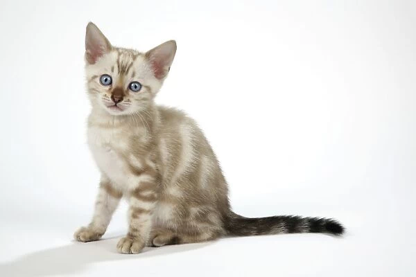 CAT. Snow Marble blue-eyed Bengal kitten - 6 weeks old