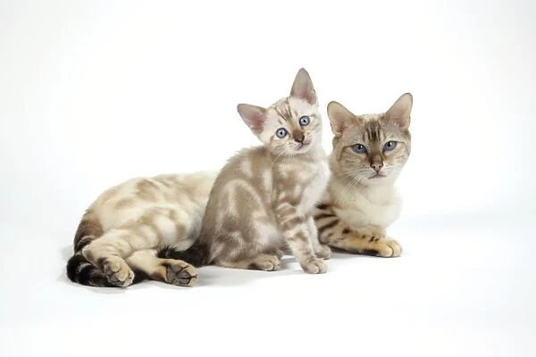 CAT. Snow Marble blue-eyed Bengal with kitten - 6 weeks old