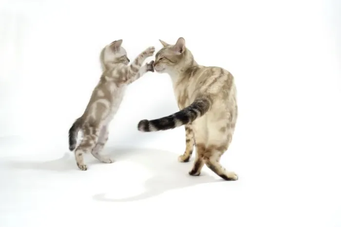 Framed Print : CAT. Snow Marble blue-eyed Bengal kitten - 6 weeks old, playing with mother Framed Print : CAT. Snow Marble blue-eyed Bengal kitten - 6 weeks old, playing with mother
