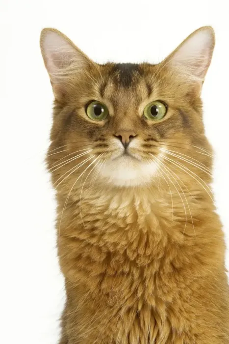 Framed Print : Cat - Somali in studio Framed Print : Cat - Somali in studio