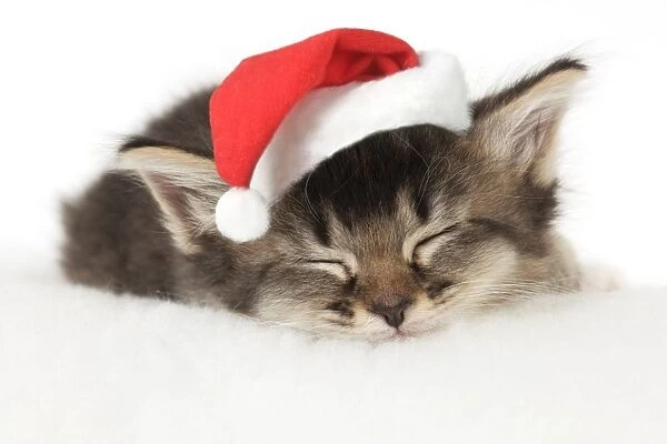CAT. Somali x tabby kitten about 5 weeks old with Christmas hat Digital Maniplation: Christmas hat JD