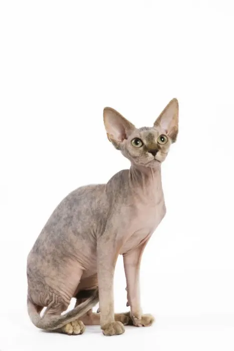 Framed Print : Cat - Sphinx kitten - 4 months old Framed Print : Cat - Sphinx kitten - 4 months old
