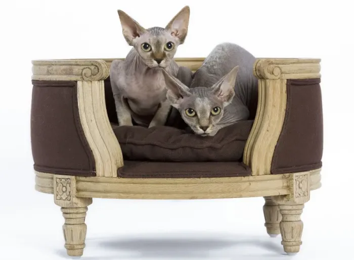 Framed Print : Cat - Sphinx kitten - 4 months old Framed Print : Cat - Sphinx kitten - 4 months old