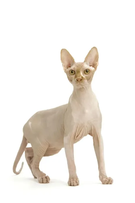 Framed Print : Cat- Sphinx in studio Framed Print : Cat- Sphinx in studio