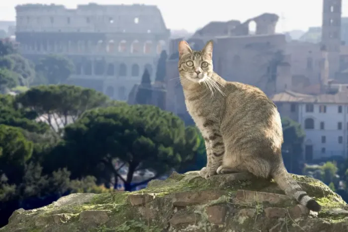 Framed Print : Cat - on stone wall - Rome - Italy Framed Print : Cat - on stone wall - Rome - Italy