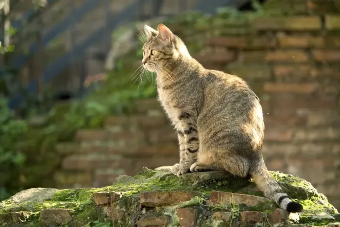 Framed Print : Cat - on stone wall - Rome - Italy Framed Print : Cat - on stone wall - Rome - Italy