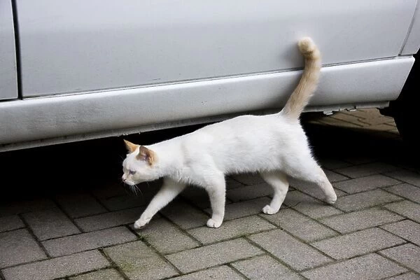 Cat - on the street walking past car