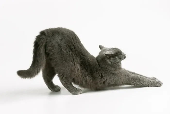 Framed Print : Cat Stretching Framed Print : Cat Stretching