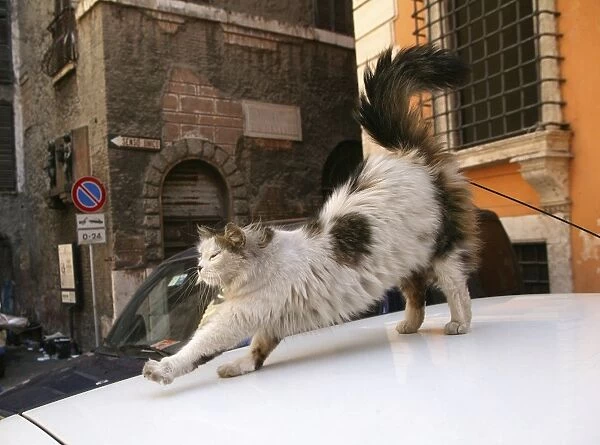 Cat -stretching on car bonnet Rome, Italy