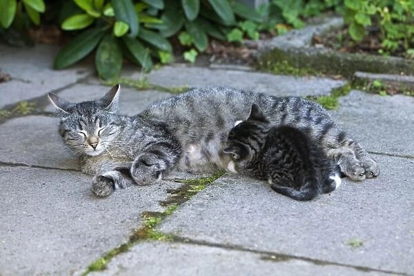 Cat - suckling kitten outdoors - Lower Saxony - Germany