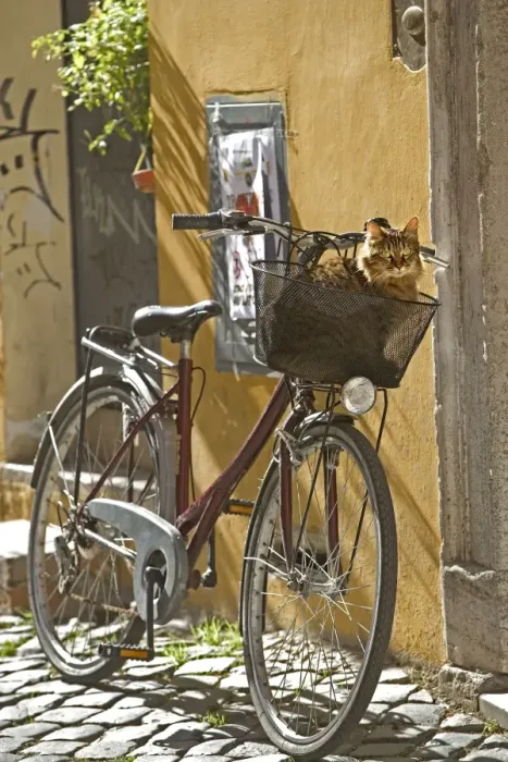Framed Print : Cat - Tabby in bicycle basket - Trastevere - Rome - Italy Framed Print : Cat - Tabby in bicycle basket - Trastevere - Rome - Italy