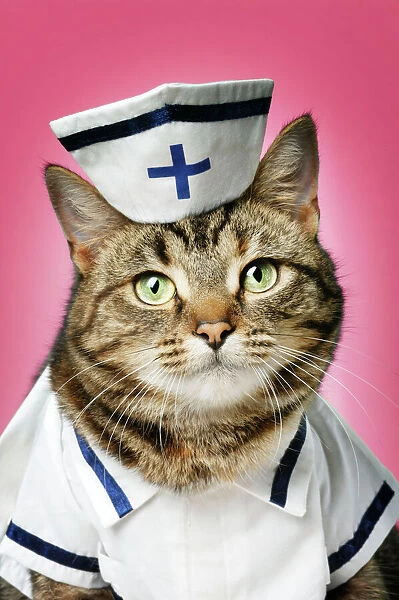CAT. Tabby cat dressed as nurse