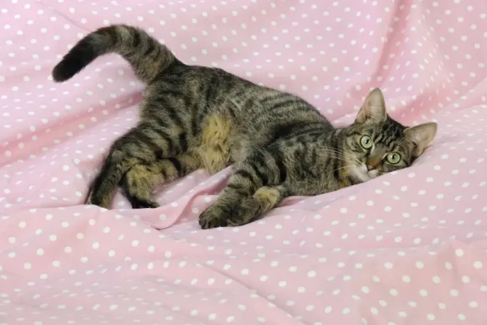 Framed Print : CAT. Tabby cat laying down Framed Print : CAT. Tabby cat laying down