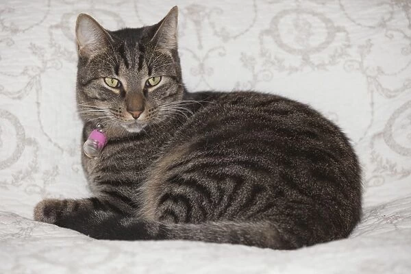 Cat - Tabby Cat - lying on bed UK
