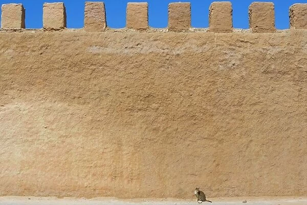 Cat - tabby cat sitting by large wall - Morocco