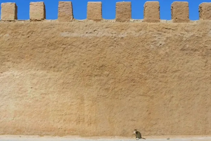 Framed Print : Cat - tabby cat sitting by large wall - Morocco