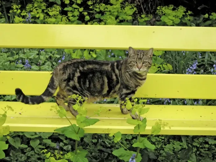 Framed Print : Cat - Tabby Cat - standing on yellow bench Framed Print : Cat - Tabby Cat - standing on yellow bench