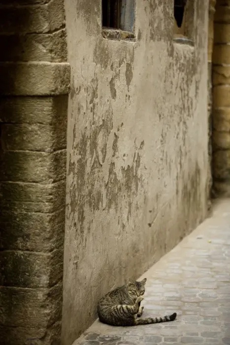 Framed Print : Cat - Tabby cat washing itself in alley in Morocco Framed Print : Cat - Tabby cat washing itself in alley in Morocco