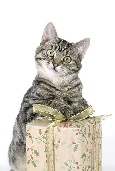 Cat - Tabby with Christmas gift
