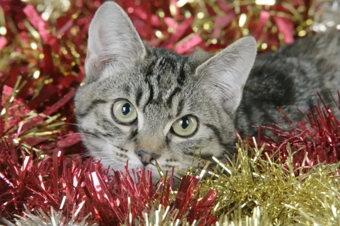Framed Print : Cat - Tabby in Christmas tinsel Framed Print : Cat - Tabby in Christmas tinsel