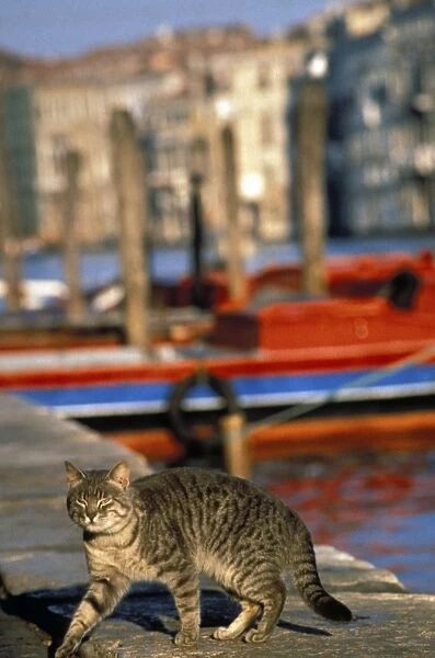 Cat - Tabby by harbour. Venice - Italy