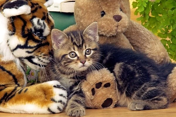 CAT - Tabby Kiten with teddy bear