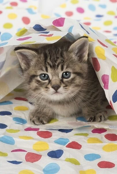Cat Tabby kitten 5 weeks old under multi coloured spotted napkins