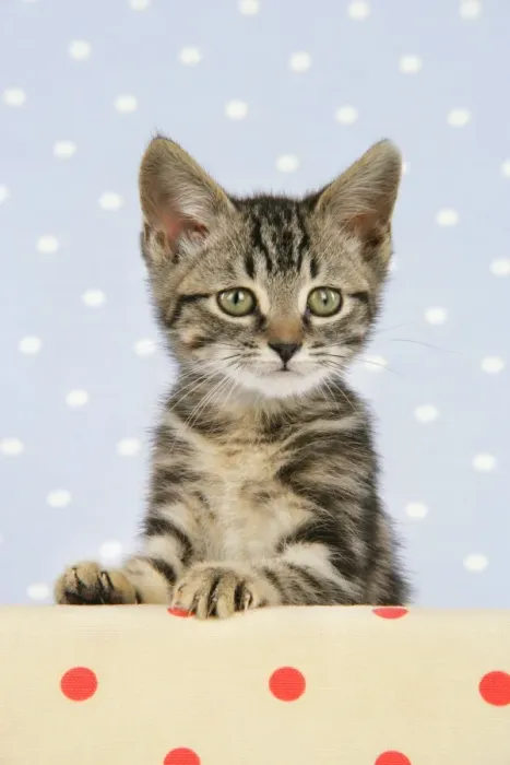 Framed Print : Cat - Tabby kitten Framed Print : Cat - Tabby kitten